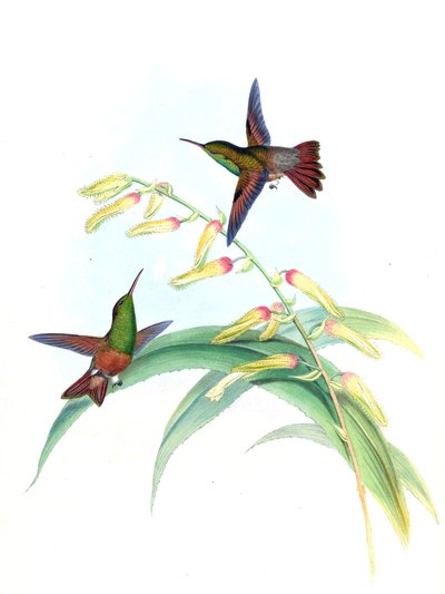 Amazilia castaneiventris by John Gould